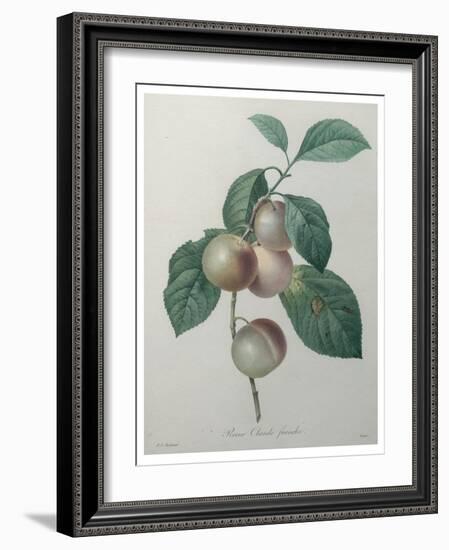 French Queen Plums-Pierre-Joseph Redoute-Framed Art Print