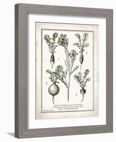 French Radishes-Gwendolyn Babbitt-Framed Art Print