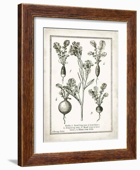 French Radishes-Gwendolyn Babbitt-Framed Art Print