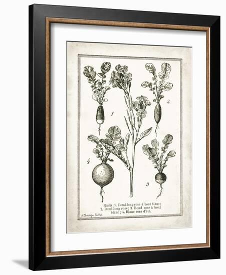 French Radishes-Gwendolyn Babbitt-Framed Art Print