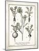 French Radishes-Gwendolyn Babbitt-Mounted Art Print