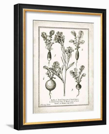 French Radishes-Gwendolyn Babbitt-Framed Art Print