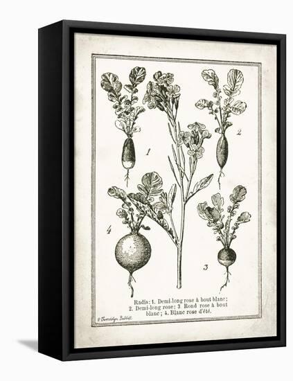 French Radishes-Gwendolyn Babbitt-Framed Stretched Canvas