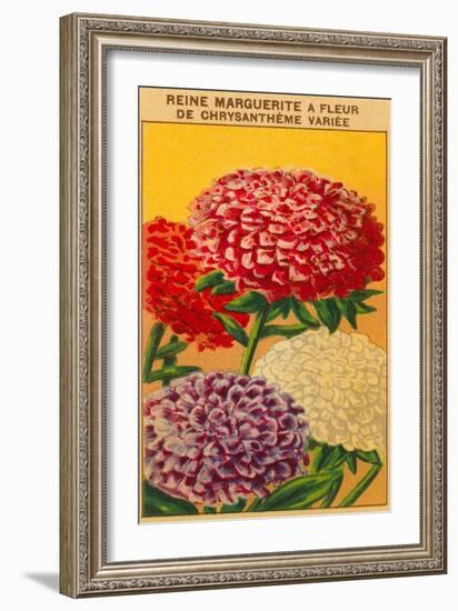 French Reine Marguerite Chrysanthemum Seed Packet-null-Framed Art Print