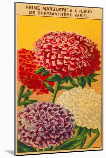 French Reine Marguerite Chrysanthemum Seed Packet-null-Mounted Art Print