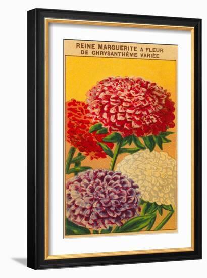 French Reine Marguerite Chrysanthemum Seed Packet-null-Framed Art Print