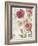 French Roses III-Danhui Nai-Framed Art Print