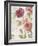 French Roses III-Danhui Nai-Framed Art Print