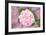 French Roses-Cora Niele-Framed Giclee Print