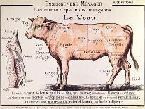 Veal: Diagram Depicting the Different Cuts of Meat-French School-Giclee Print