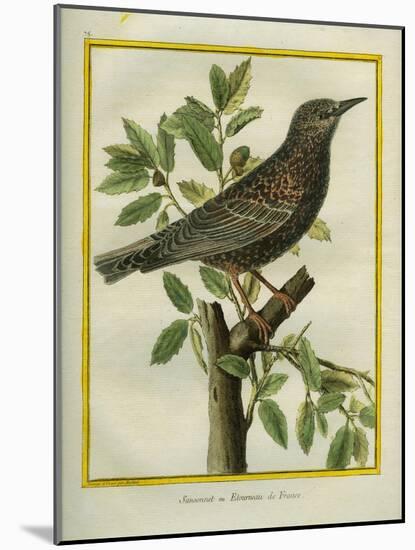 French Starling-Georges-Louis Buffon-Mounted Giclee Print