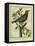 French Starling-Georges-Louis Buffon-Framed Premier Image Canvas