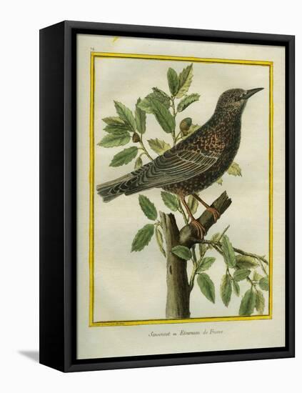 French Starling-Georges-Louis Buffon-Framed Premier Image Canvas