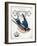 French Swallow II-Gwendolyn Babbitt-Framed Art Print