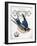 French Swallow II-Gwendolyn Babbitt-Framed Art Print