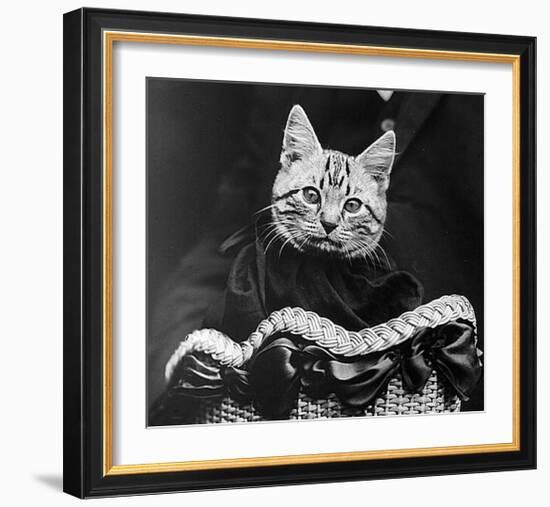 French Tabby Cat-Mesh Gabriella-Framed Art Print