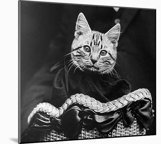 French Tabby Cat-Mesh Gabriella-Mounted Art Print