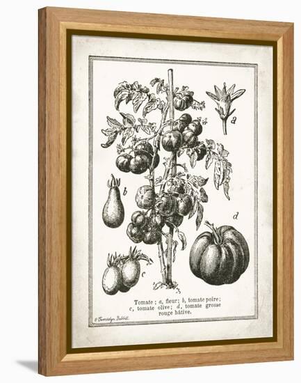 French Tomatoes-Gwendolyn Babbitt-Framed Stretched Canvas