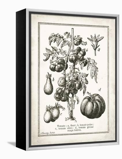 French Tomatoes-Gwendolyn Babbitt-Framed Stretched Canvas