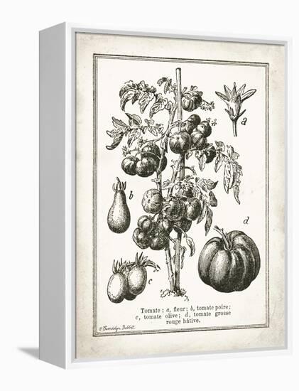 French Tomatoes-Gwendolyn Babbitt-Framed Stretched Canvas