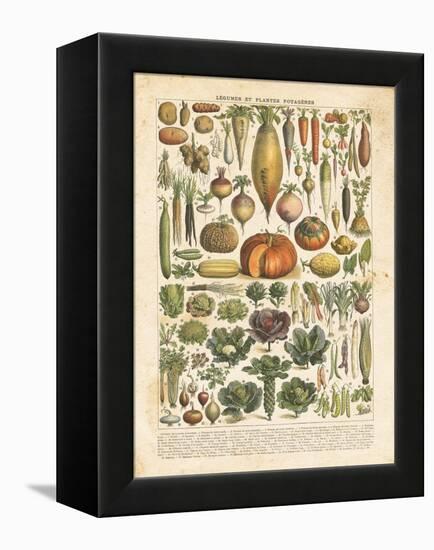 French Vegetable Chart-Gwendolyn Babbitt-Framed Stretched Canvas