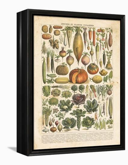 French Vegetable Chart-Gwendolyn Babbitt-Framed Stretched Canvas