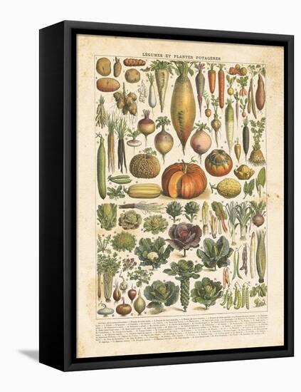French Vegetable Chart-Gwendolyn Babbitt-Framed Stretched Canvas