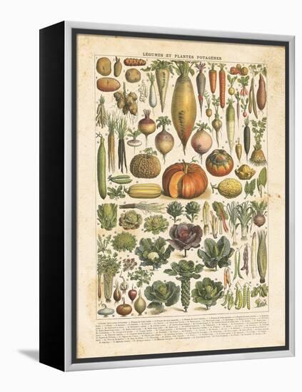 French Vegetable Chart-Gwendolyn Babbitt-Framed Stretched Canvas