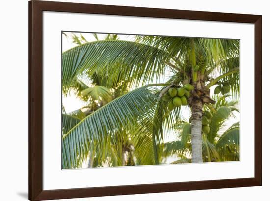 French West Indies, Saint Martin. Baie Nettle, palm tree, morning-Walter Bibikow-Framed Photographic Print