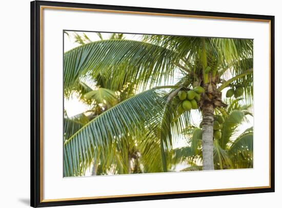 French West Indies, Saint Martin. Baie Nettle, palm tree, morning-Walter Bibikow-Framed Photographic Print
