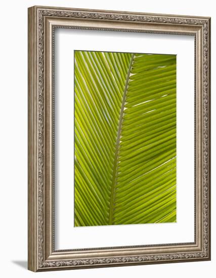 French West Indies, Saint Martin. Baie Nettle, palm tree, morning-Walter Bibikow-Framed Photographic Print