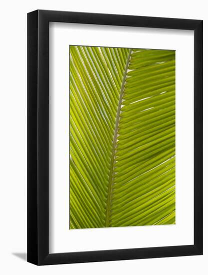 French West Indies, Saint Martin. Baie Nettle, palm tree, morning-Walter Bibikow-Framed Photographic Print