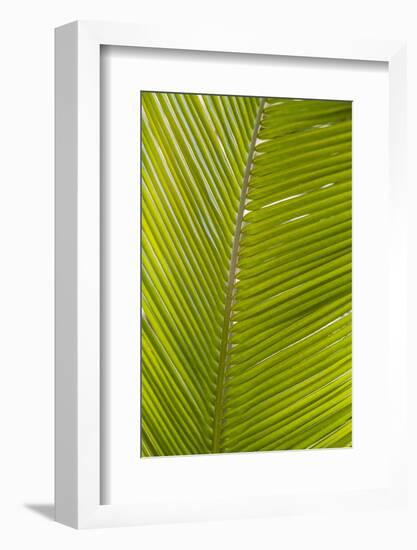 French West Indies, Saint Martin. Baie Nettle, palm tree, morning-Walter Bibikow-Framed Photographic Print