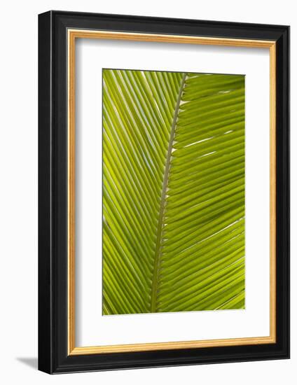 French West Indies, Saint Martin. Baie Nettle, palm tree, morning-Walter Bibikow-Framed Photographic Print