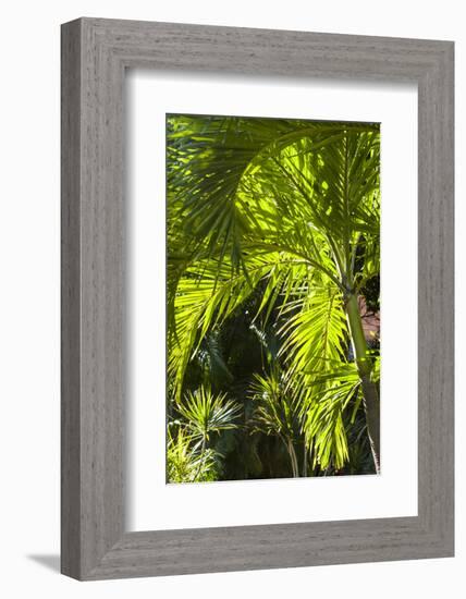 French West Indies, St-Barthelemy. Gustavia, palm tree-Walter Bibikow-Framed Photographic Print