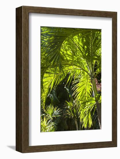 French West Indies, St-Barthelemy. Gustavia, palm tree-Walter Bibikow-Framed Photographic Print