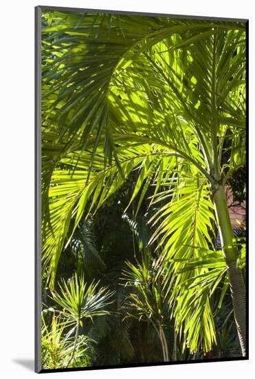 French West Indies, St-Barthelemy. Gustavia, palm tree-Walter Bibikow-Mounted Photographic Print