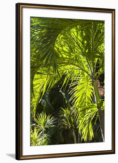 French West Indies, St-Barthelemy. Gustavia, palm tree-Walter Bibikow-Framed Photographic Print