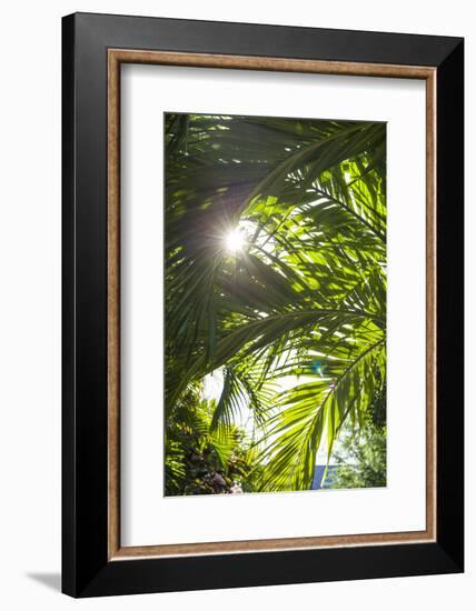French West Indies, St-Barthelemy. Gustavia, palm tree-Walter Bibikow-Framed Photographic Print