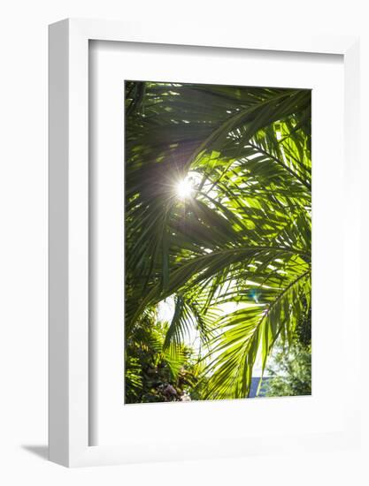 French West Indies, St-Barthelemy. Gustavia, palm tree-Walter Bibikow-Framed Photographic Print