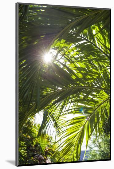 French West Indies, St-Barthelemy. Gustavia, palm tree-Walter Bibikow-Mounted Photographic Print