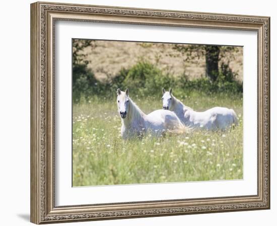 French Whites-Wink Gaines-Framed Giclee Print