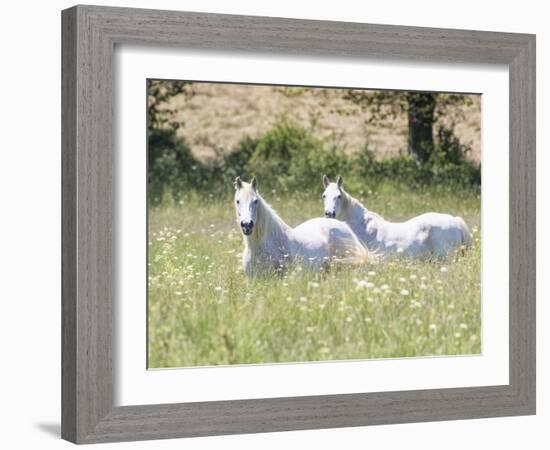 French Whites-Wink Gaines-Framed Giclee Print