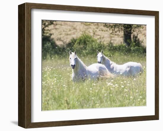 French Whites-Wink Gaines-Framed Giclee Print