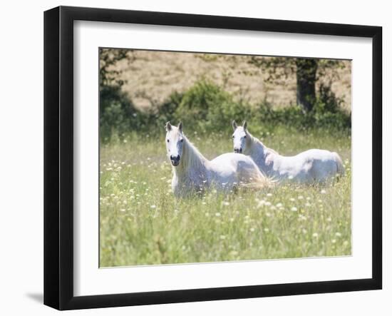 French Whites-Wink Gaines-Framed Giclee Print