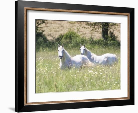 French Whites-Wink Gaines-Framed Giclee Print