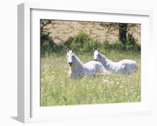 French Whites-Wink Gaines-Framed Giclee Print