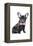 Frenchie I-Amanda Greenwood-Framed Stretched Canvas