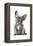 Frenchie IX-Amanda Greenwood-Framed Stretched Canvas