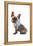 Frenchie VII-Amanda Greenwood-Framed Stretched Canvas